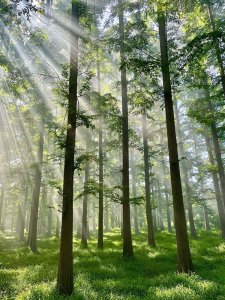 cámara termográfica